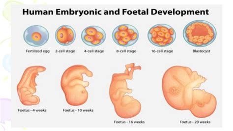 To them, the thought of chugging down something that's been inside you is too much to bear! Fetal and Placental Development (Dr.Rafi Rozan)