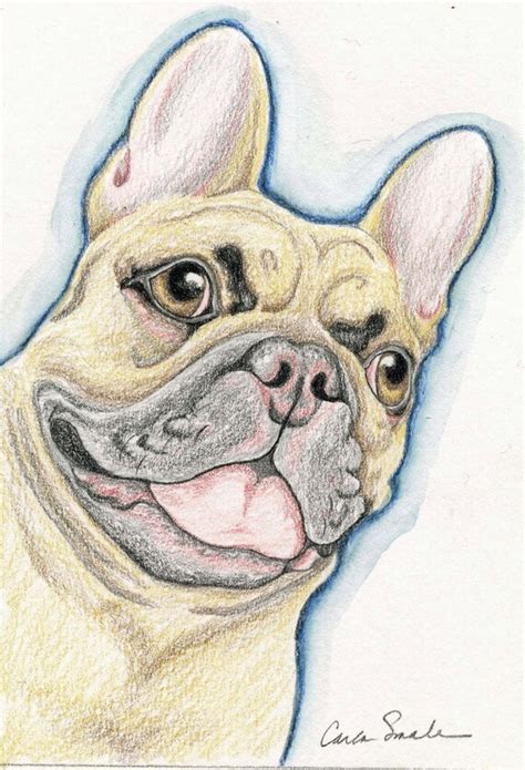 Items Similar To Tan French Bulldog Dog Original Pencil Drawing Pet Art