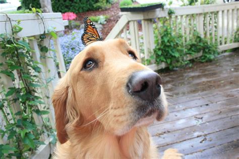 Moe And The Butterfly Golden Retriever Cute Dog Photos Yellow Lab