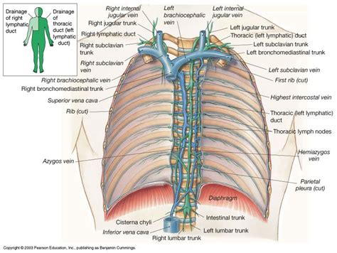 Pin By Stelios Daskalogiannis On Thorax Pinterest Thoracic Duct