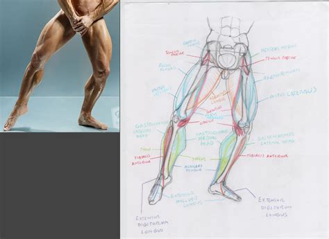 Muscular Legs Drawing Figure Drawing For Animation Revised Simpsons Drawings Dekorisori