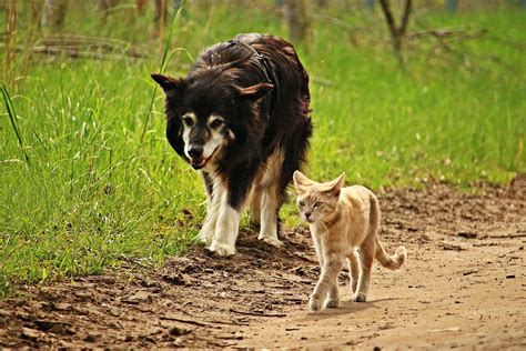 5 Reasons The War Between Dog And Cat People Needs To Stop