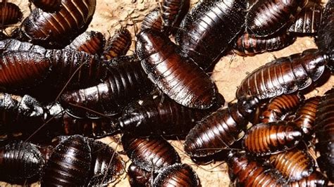 However, palmetto bugs are often used to describe large cockroaches including, the smoky brown cockroach, florida woods cockroach and american cockroach. Water bugs v Cockroaches - what's the difference? - find ...