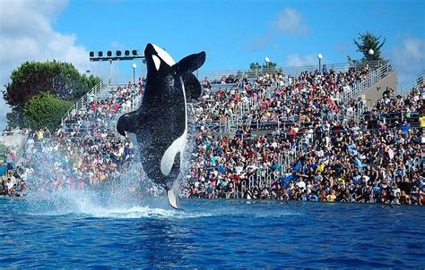 Seaworlds Last Killer Whale Show The Jetstream Journal