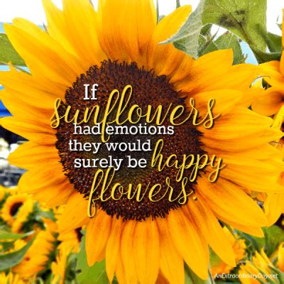Why Do We See Happiness In A Cheery Happy Flowers Sunflower