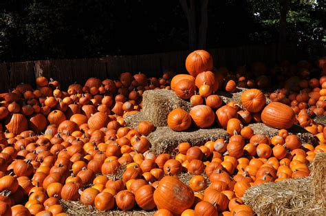 Pumpkin Patch Halloween Autumn Wallpapers Hd Desktop And Mobile