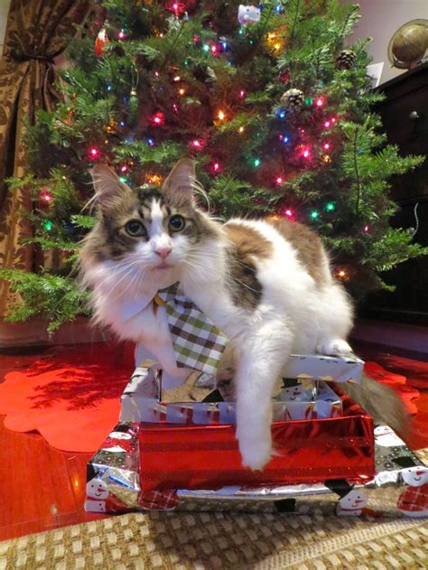 30 Best Images About Holiday Cats On Pinterest St