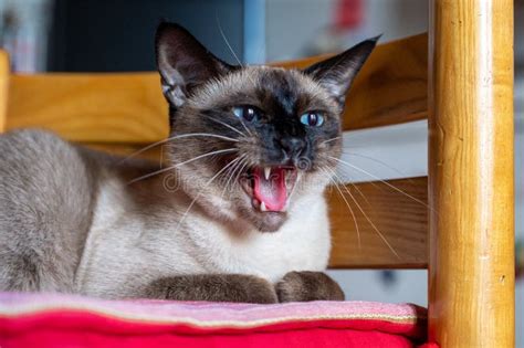 Angry Siamese Cat On The Chair Mouth Open Cat Stock Image Image Of