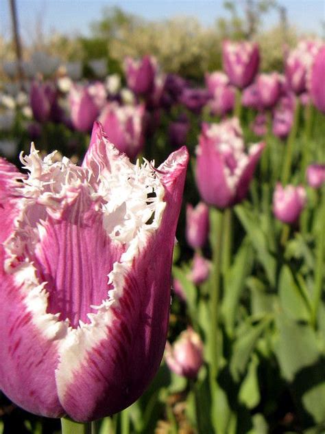 10 Tulip Varieties For The Spring Garden