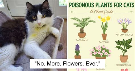 It's called the pouch or slipper flower and grows 3 feet tall. 8 Cat poisons you should know about - VET QnA