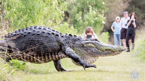 Giant 12 Foot Alligator Casually Crosses Paths With Tourists In Florida