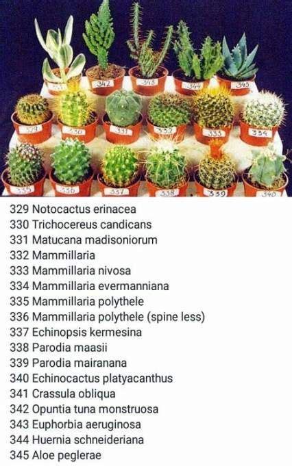 Names And Pictures Of Cactus And Succulents Types Of Succulent Plant