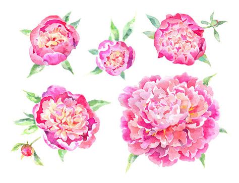 Best Peony Illustrations Royalty Free Vector Graphics And Clip Art Istock