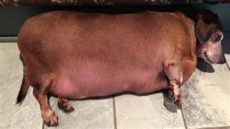 Find images of fat dog. After Years of Eating Fast Food, Rescued Obese Daschund is ...