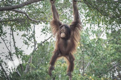 How Strong Is An Orangutan Compared To A Human
