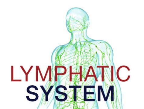 The Importance Of The Lymphatic System Dr Rath Research Institute