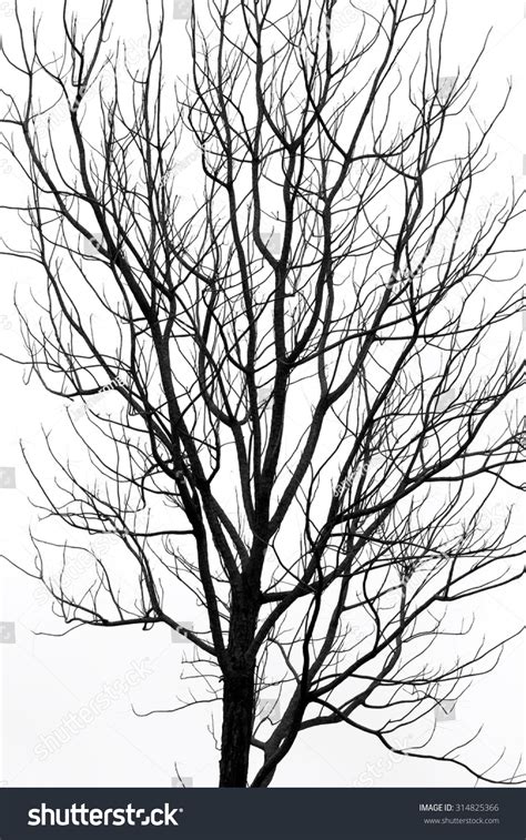 Black And White Silhouette Tree Branches For Abstract Art