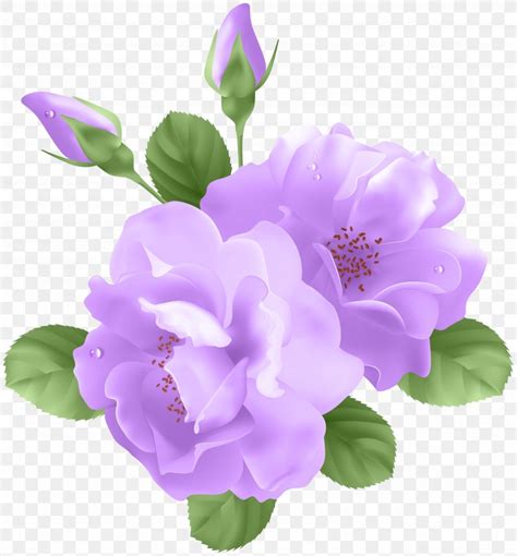 Purple Rose Flower Clip Art Png 7416x8000px Rose Annual Plant Blue