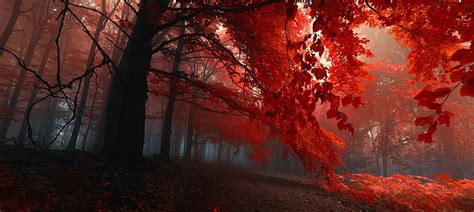 Hd Wallpaper Red Leaf Tree Road Autumn Forest Trees Fog Park