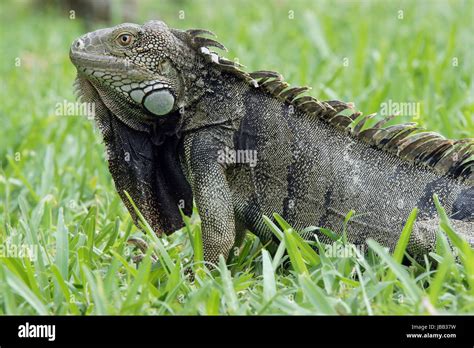 Green Iguana Typical Animal Of Aruba Abc Islands Stock Photo Alamy