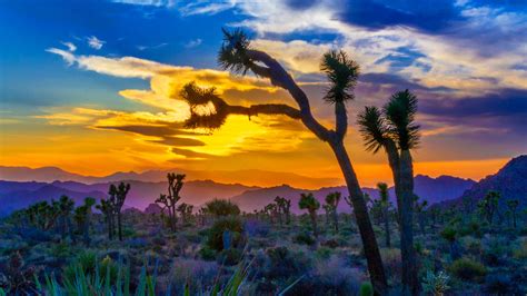 Joshua Tree National Park Is The Most Beautiful Place In California