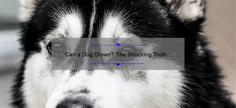 Can A Dog Drown The Shocking Truth And Life Saving Tips Expert Advice