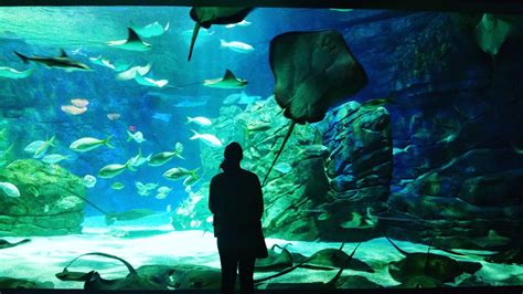 Ripleys Aquarium Of Canada Toronto Vacation Rentals Townhouse