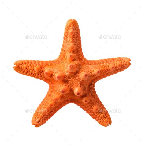 Orange Starfish Stock Photo By Sergeyskleznev Photodune