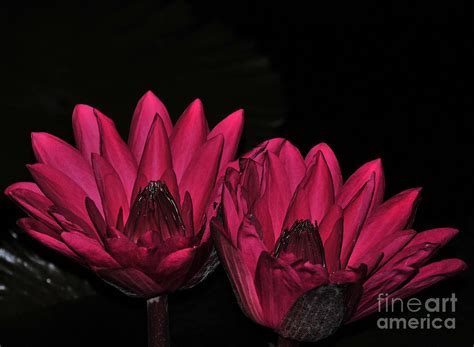 Night Blooming Lily 1 Of 2 Photograph By Terri Winkler Fine Art America