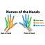 Diagram Showing Nerves Of Hands 414649  Download Free Vectors Clipart
