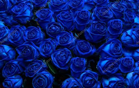 Blue Roses Stock Photo By ©intendo48 53944523