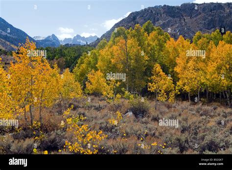 Fall Colors Aspendale Bishop Creek Canyon Eastern Sierras Stock