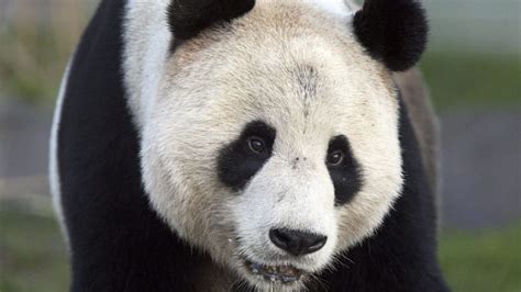 Panda Attacks Per Year Charles Jantz