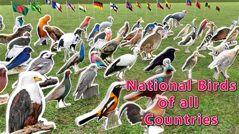 National Birds Of All Countries Flags And Countries Name With