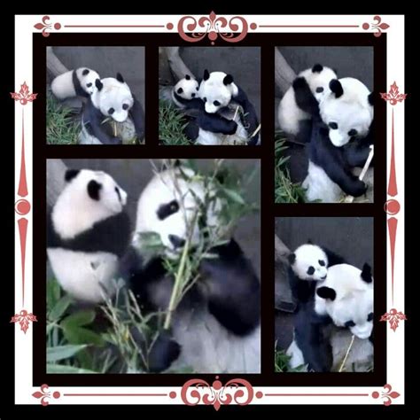 Bai Yun And Mr Wu Panda Bear Panda Animals