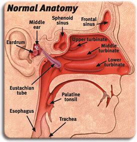 Sinus Nose Associates In Otolaryngology