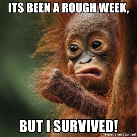 Orangutan Survive Its Been A Rough Week But I Survived Funny