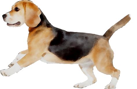 Beagle Png Png All Png All