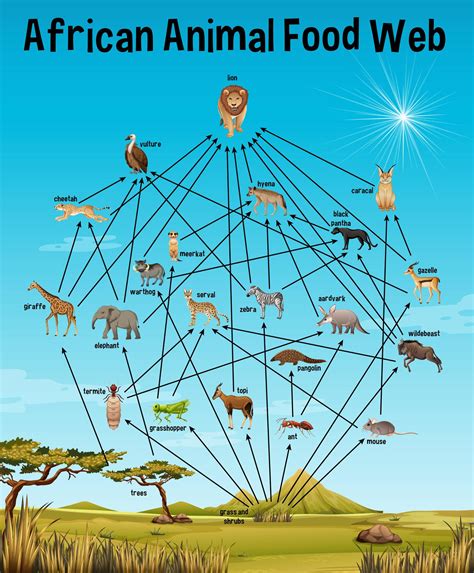 African Animal Food Web for education 1845158 Vector Art at Vecteezy