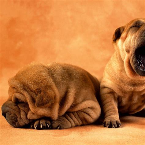 Jun 07, 2021 · best wet and dry dog food brands the app (available in the apple store and via google play) allows you to add each cat's details and of course, upload a cute picture. 46+ Cute Cat Wallpaper for iPad on WallpaperSafari