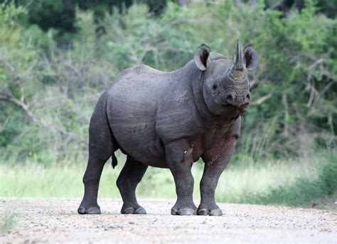 News Rooms Archive International Rhino Foundationinternational Rhino