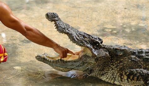 Graphic Crocodile Attack Video Shows Moment Animal Trainers Arm Bitten