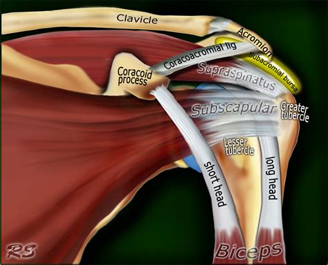Muscles in turn move bones by pulling on the tendons. Anterior graphic of the shoulder.