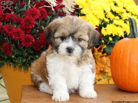 They have there first and second set of shots. October, Shichon Puppy for sale in Paradise, Pa | Teddy ...