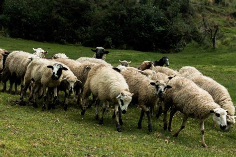 图片素材 性质 领域 草地 放牧 牧场 家畜 哺乳动物 羊毛 动物群 羊肉 牧羊人 脊椎动物 农村 牧师