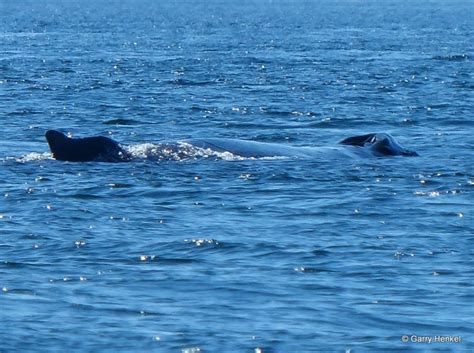 Whales And Dolphins Bc Sightings Returning Humpbacks Southern