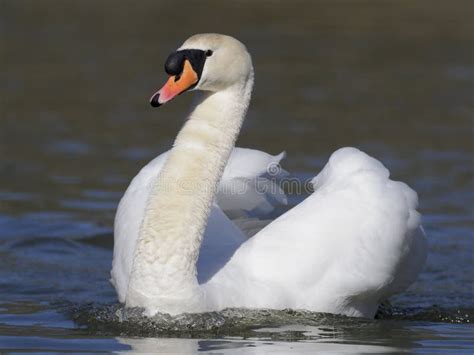 Mute Swan Cygnus Olor Stock Image Image Of Bird Waterfowlwol 114370079