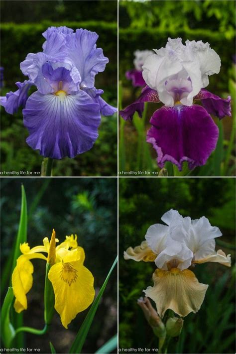 How To Plant Bearded Iris Irises Are One Of The Earliest