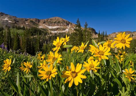 Mountain Wildflowers Near Albion Basin In The Wasatch Mountains Of Utah