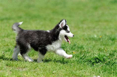 According to @louspinkypromise, this is a dlog. Cute Little Husky Puppy Picture ... 0502